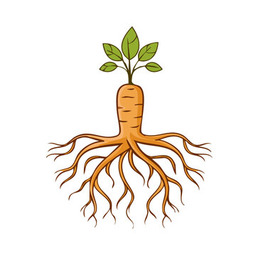 Illustration of a healthy ginseng root with green leaves and extensive root system