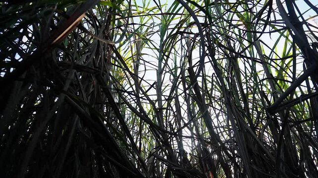 Low-angle view inside a sugarcane field showing green and dry plants, crop density, and sunlight effects. Useful for understanding real field conditions, growth patterns, and crop management.