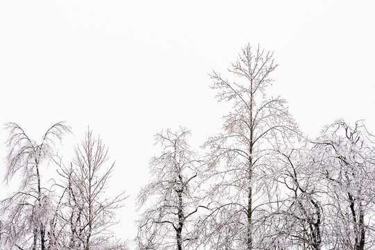 Bare trees after ice storm against sky