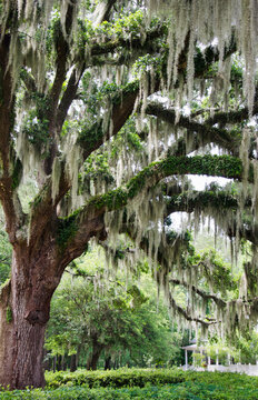 Spanish Moss hanging from Live Oak tree