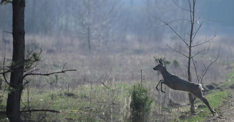 Samiec sarny (kozioł) skaczący,biegnący wczesną wiosną przez pole, trawę, na tle lasu © Joanna