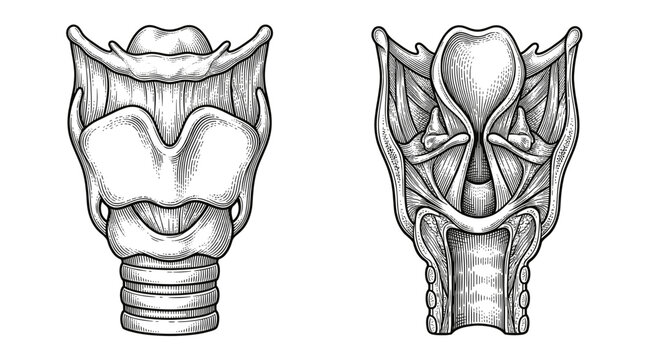 Anatomical illustration of the human larynx, showing anterior and posterior views of its cartilaginous and muscular structures.