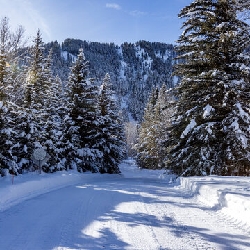 Snow covered road and trees on sunny winter day
