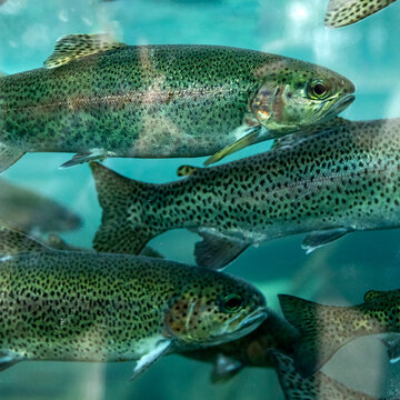 Rainbow Trout in Nature Center aquarium
