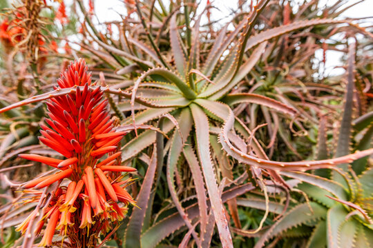 Flowering Aloe arborescens growing at Caly Poly University Arboretum