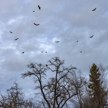 Low angle view of vultures circling in clouded gray sky
