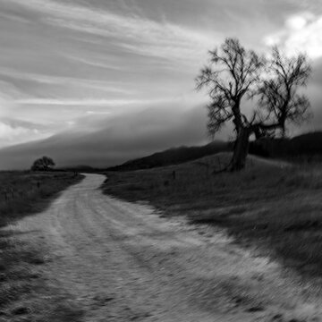 Dirt road with bare tree, blurred motion, black and white