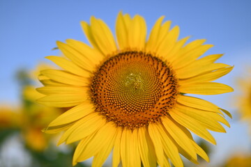 Naklejka premium Close-up of sunflower against blue sky 