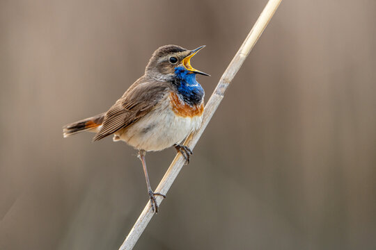 bluethroat. 