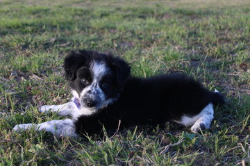 Obraz premium Black and white border collie puppy lying on grass in an outdoor rural setting.