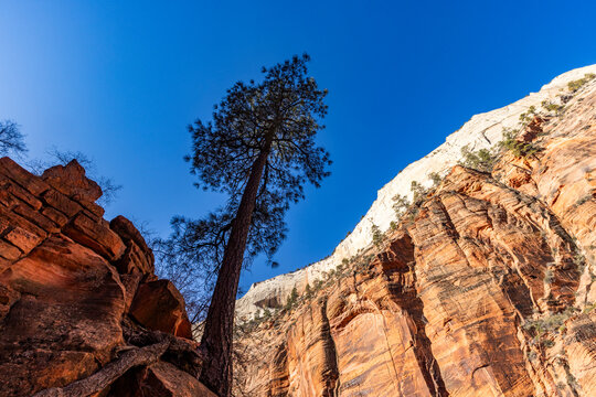 Low angle view of solitary pine tree on path to Angels Landing