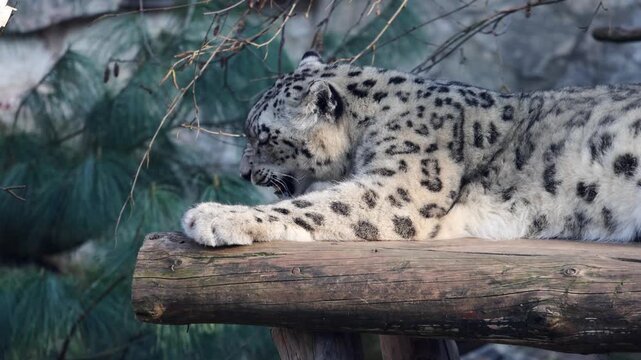 Snow leopard resting on a wooden log in a natural habitat, showing gradual movement and expression changes among branches and greenery in the background