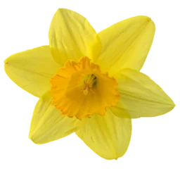 PNG narcissus daffodils yellow flower isolated © LiliGraphie