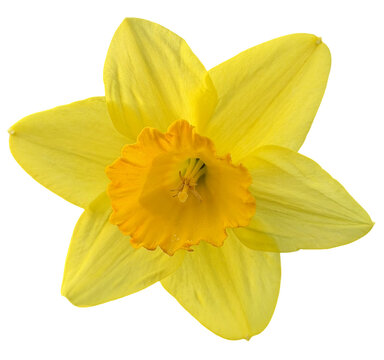 PNG narcissus daffodils yellow flower isolated