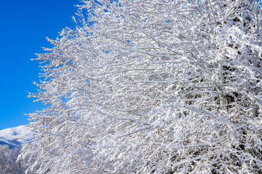 Close-up of snow covered tree branches