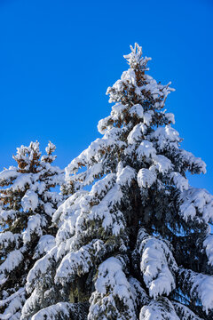 Snow covered pine trees against blue sky