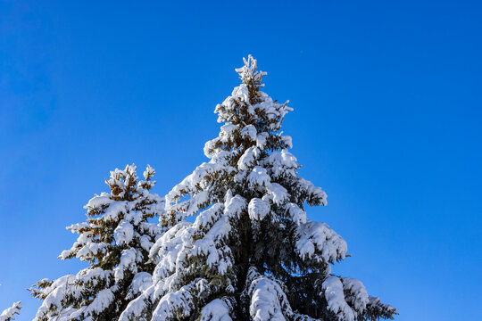 Low angle view of snow covered pine trees against blue sky