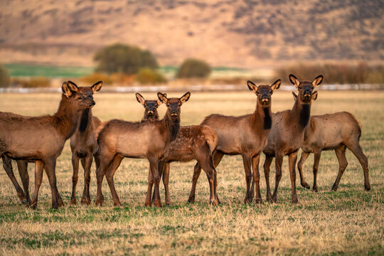 Herd of young elk in field at dusk