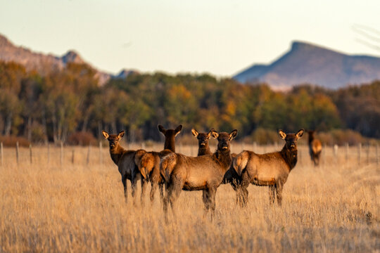 Herd of young elk in field at dusk