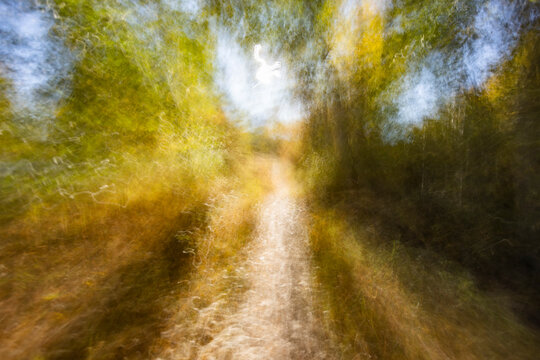 Motion blur of forest path in fall