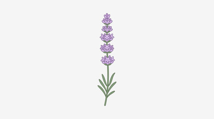 Fototapeta premium Botanical Floral Vector Illustrations, Fern Leaves Lavender Plant Wildflowers Daisy Bluebell Coneflower Lily Vase Arrangements Decorative Ornamental Nature Art Design Collection