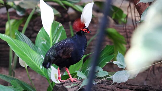 Colorful bird with red crest and orange eye walks along a log surrounded by lush green plants in a tropical indoor habitat