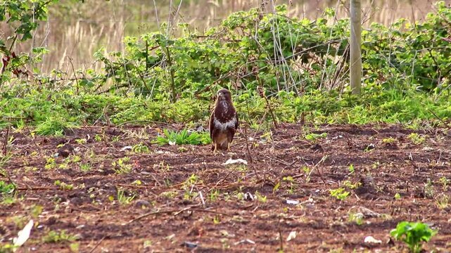 Hunting buzzard on field sitting and walking on field to hunt for prey like mice and rats or little birds. The mighty buzzard as hunting bird of prey lurks on agricultural field for little animals