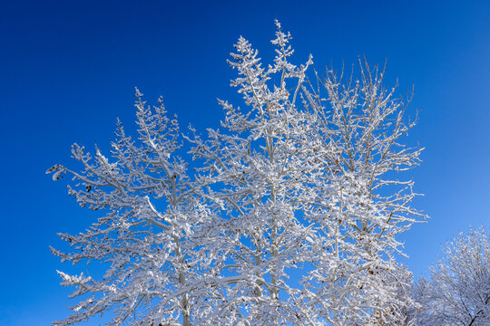 Bare trees covered with snow against blue sky on sunny winter day