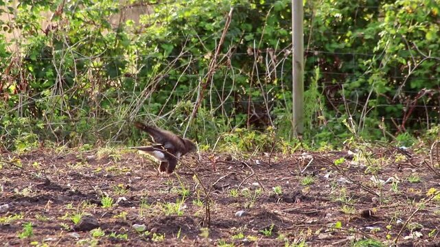 Hunting buzzard on field sitting and walking on field to hunt for prey like mice and rats or little birds. The mighty buzzard as hunting bird of prey lurks on agricultural field for little animals