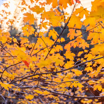 Close-up of leafy tree branches in autumn