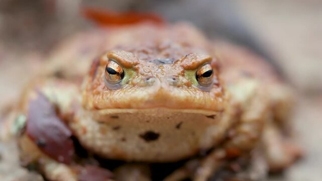 Common toad closeup in forest amphibian wildlife biodiversity