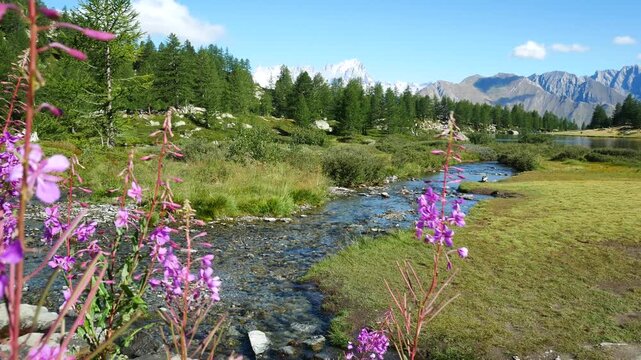Walking through tall willowherb, with pink flowers, at the famous Arpy Lake, Aosta Valley, Italy. Natural mountain environment with green fields and trees, and high mountain peaks on the background.