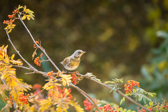 Bird thrush sitting on a branch rowan.