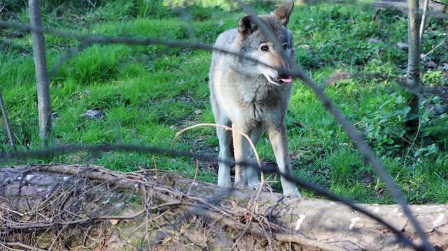 Gray wolf cautiously approaches fallen log in a lush green forest, showcasing natural behavior and habitat with trees and underbrush in the background