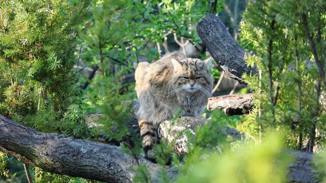 Siberian wildcat navigating through branches in a lush green forest, showcasing its fur texture and alert posture among the foliage and logs