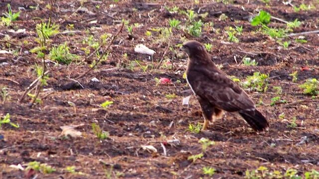 Hunting buzzard on field sitting and walking on field to hunt for prey like mice and rats or little birds. The mighty buzzard as hunting bird of prey lurks on agricultural field for little animals