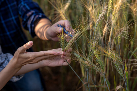 Farmers inspecting wheat plant quality in field