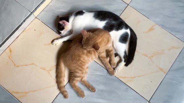 Two Adorable Cats Sleeping Together on the Tiled Floor