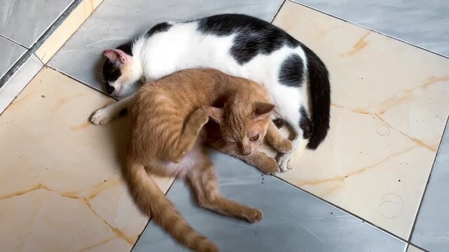 Two Adorable Cats Sleeping Together on the Tiled Floor