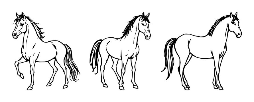 Puca set with sketchy black line art of a horse in a mystical forest featuring horse, shapeshifter, illustration with movement and fantasy