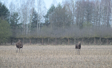 dwa Łosie euroazjatyckie (Alces alces) stojące na polu skoszonej kukurydzy, na tle lasu i drzew owocowych, wczesną wiosną © Joanna