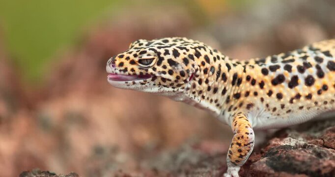 Malayan Gecko Licking Its Eye Close Up on Tree Log Slow Motion