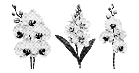 Obraz premium Three orchid floral illustrations in halftone botanical set. not ideal dots