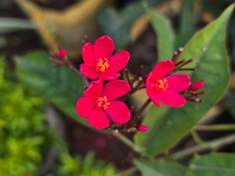 Jatropha integerrima (Peregrina , Spicy Jatropha) Red Flowers Close-Up