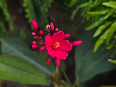 Jatropha integerrima (Peregrina , Spicy Jatropha) Red Flowers Close-Up