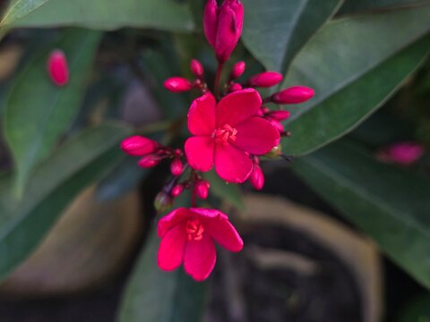 Jatropha integerrima (Peregrina , Spicy Jatropha) Red Flowers Close-Up