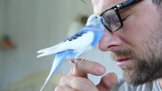 Budgerigar playing with handsome man. Budgie. Funny blue purple parakeet sitting on owner head. Cute violet tamed bird having fun with people. Friendship, relationship with Pets. Cute domestic animals