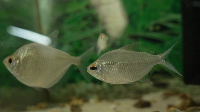 Underwater shot of Diamond Tetra fish swimming in the Amazon