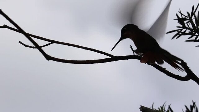 Hummingbird in Natural Environment &ndash; Beauty, Motion and Delicacy of Wildlife