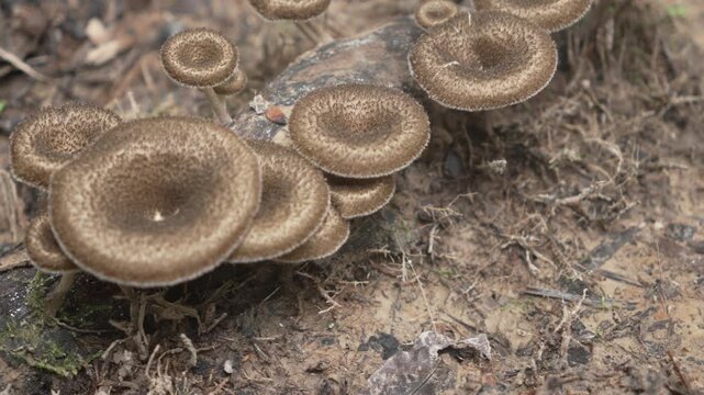 Panning shot of Lentinus mushrooms on a log in the Amazon